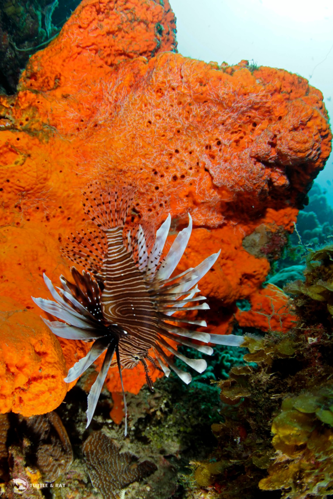 Lionfish Caribbean